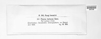 Phomopsis lactucae image